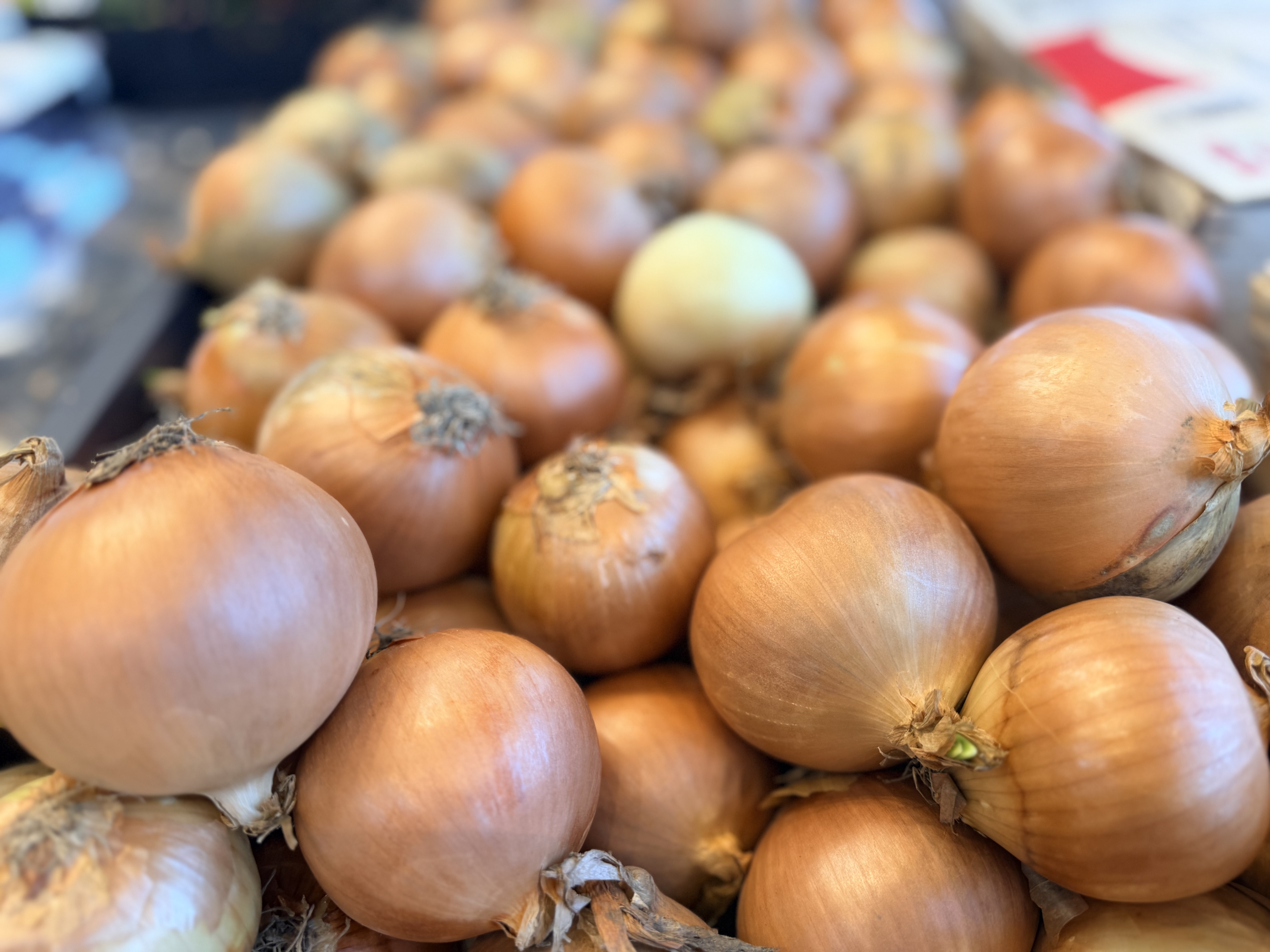 Oignons de Roscoff